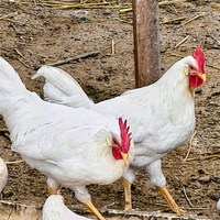 Galline galli livornese