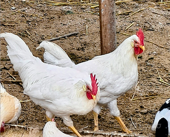 Galline galli livornese