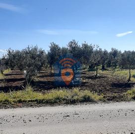 Selinunte Terreno Agricolo Del Tipo Uliveto