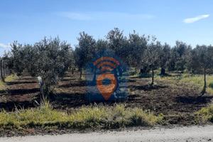 Selinunte Terreno Agricolo Del Tipo Uliveto