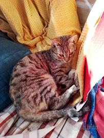 Lizzie gattina 5 mesi