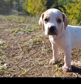 Cucciolo da tartufi