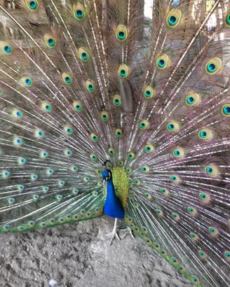 Vendita Pavoni, Galline Moroseta e Fagiani Dorati