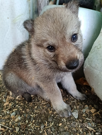Cuccioli di Cane Lupo Cecoslovacco