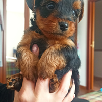 Yorkshire Terrier cuccioli