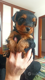 Yorkshire Terrier cuccioli