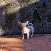 Mini cucciolo di chihuahua