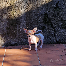 Mini cucciolo di chihuahua