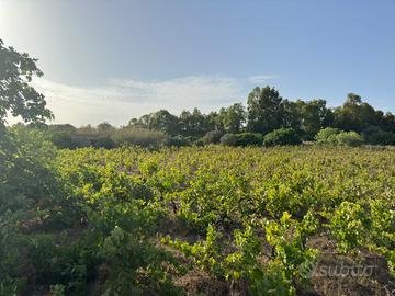 Terreno agricolo