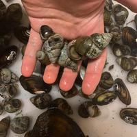 Lumache Antialga e cozze filtranti