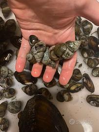 Lumache Antialga e cozze filtranti