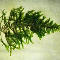 Muschi per acquario: Christmas moss, Round pellia