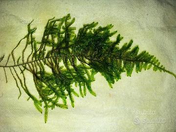 Muschi per acquario: Christmas moss, Round pellia