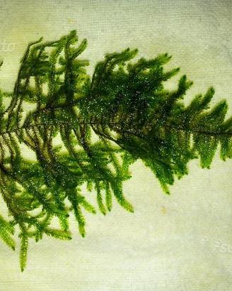 Muschi per acquario: Christmas moss, Round pellia
