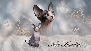 Nox , dolcissimo canadian sphynx con pedigree