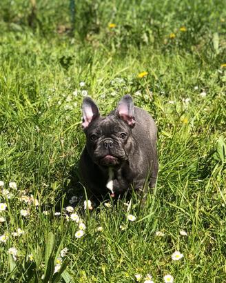 Cucciola di bouledogue francese