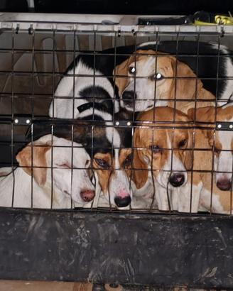 Cani esperti nella caccia al coniglio