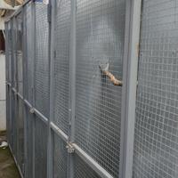 Pappagalli parrocchetti voliere