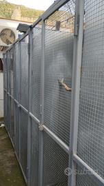 Pappagalli parrocchetti voliere