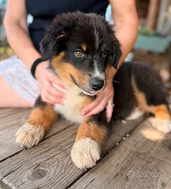 Cucciolo Pastore Australiano/Australian Shepherd