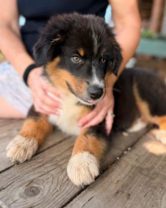 Cucciolo Pastore Australiano/Australian Shepherd