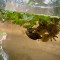 Lumache d'acqua dolce Physa acuta