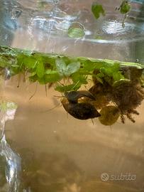Lumache d'acqua dolce Physa acuta