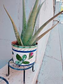 Aloe vera in vaso di ceramica 