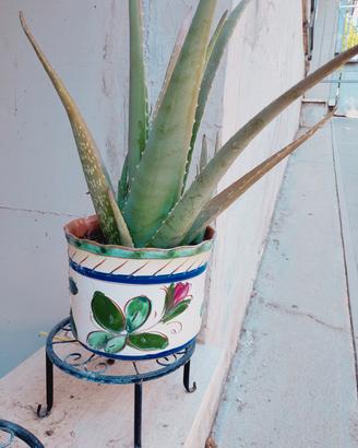 Aloe vera in vaso di ceramica 