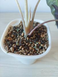 Cormi Alocasia Polly