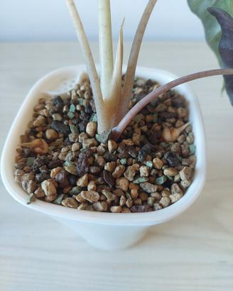 Cormi Alocasia Polly