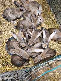 Conigli maschi incrocio con gigante