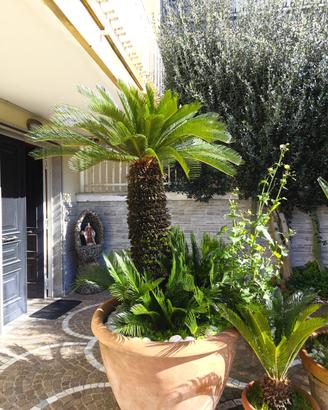 Cycas