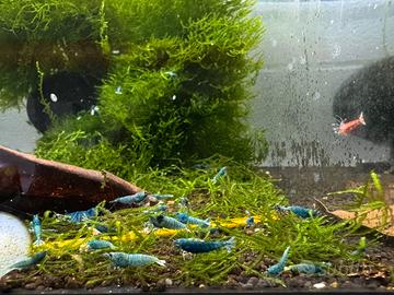 Caridina Taiwan Bee Blu Bolt