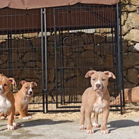 Cuccioli pitbull