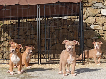 Cuccioli pitbull
