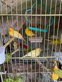 Coppie di canarini e/o singoli