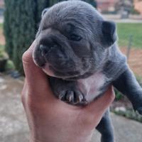 Bulldog francese blu