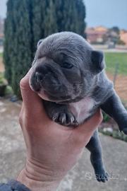 Bulldog francese blu