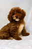 cuccioli-di-cavapoo-subito-disponibili