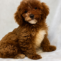 Cuccioli di Cavapoo subito disponibili