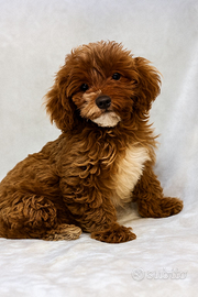 Cuccioli di Cavapoo subito disponibili