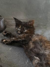 Maine coon femmina