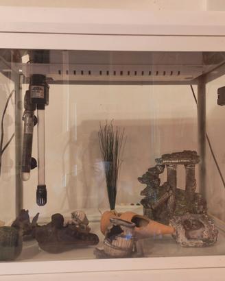 Acquario