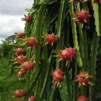 Lotto di piante di pitaya dragon fruit da seme