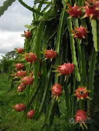 Lotto di piante di pitaya dragon fruit da seme