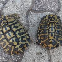 Testuggini tartarughe di terra