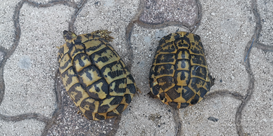 Testuggini tartarughe di terra