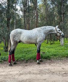 Cavallo PRE 5 anni 1,70 stallone approvato