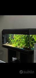 ACQUARIO